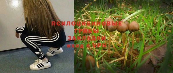трава Карпинск